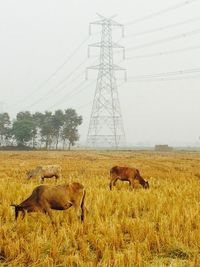 Sheep on field against clear sky