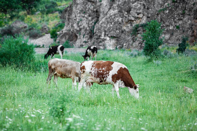 Cows grazing in a field