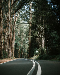 Empty road amidst trees in forest