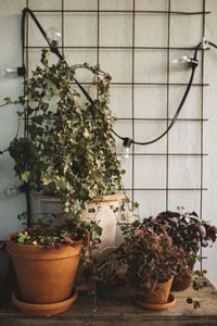 Flower pot on table against wall