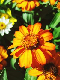 Close-up of yellow flowers