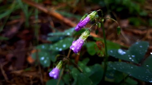 Close-up of wet purple flower