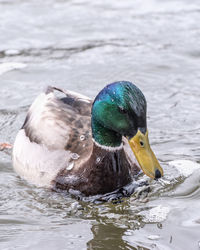 Close-up of mallard duck swimming in lake