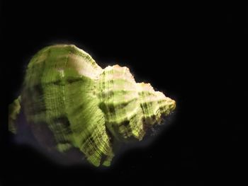 Close-up of green leaf against black background