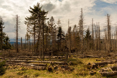 Pine trees in forest against sky