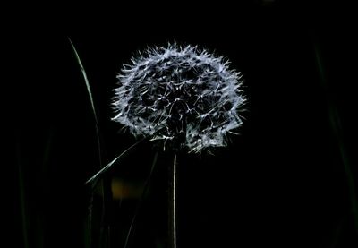 Close-up of dandelion against black background