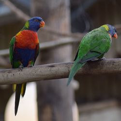 Close-up of parrot perching on leaf