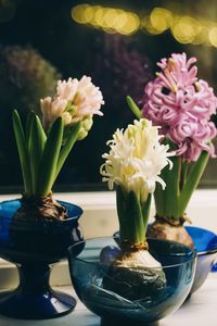 Close-up of hyacinth flowers