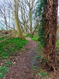 View of trees in forest