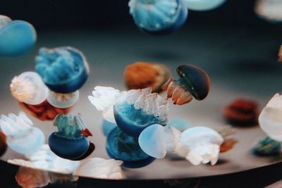 Full frame shot jelly fishes in water