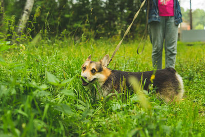 Corgi welsh pembroke smiles and lies in the summer grass