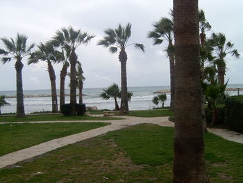 Palm trees on beach against sky