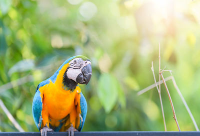 Blue-and-yellow macaw or ara ararauna macaw parrot on nature background, pet animal concept
