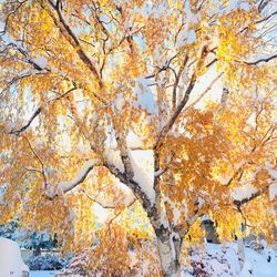 Low angle view of trees during autumn