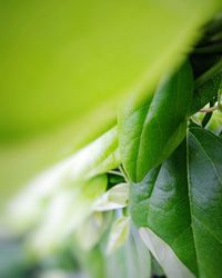 Close-up of leaf on plant