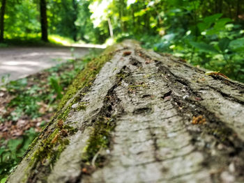 Close-up of moss on tree trunk