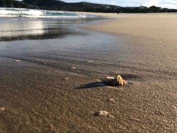 View of crab on beach