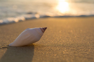 Close-up of shell on beach