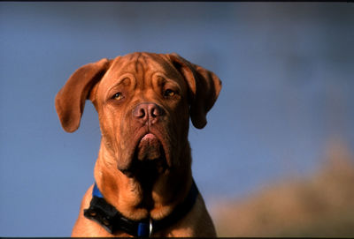 Close-up portrait of a dog