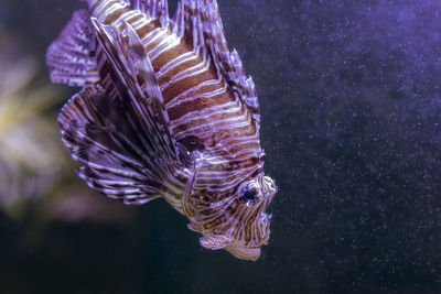 Close-up of fish swimming in sea