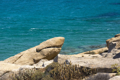 View of lizard on rock by sea