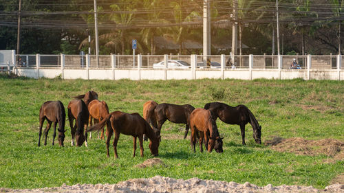 Horses grazing in a field