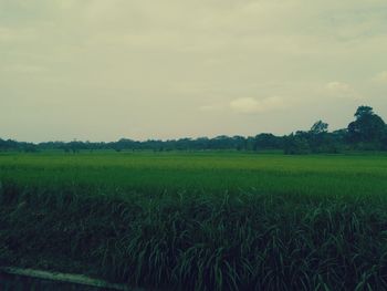 Scenic view of agricultural field against sky