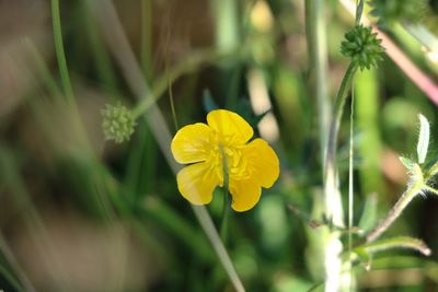 Close-up of yellow daffodil blooming in garden