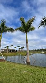 Scenic view of palm trees by lake against sky