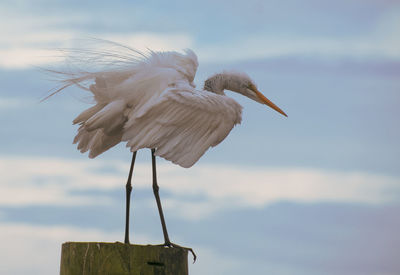 Close-up of egret perching on wooden post