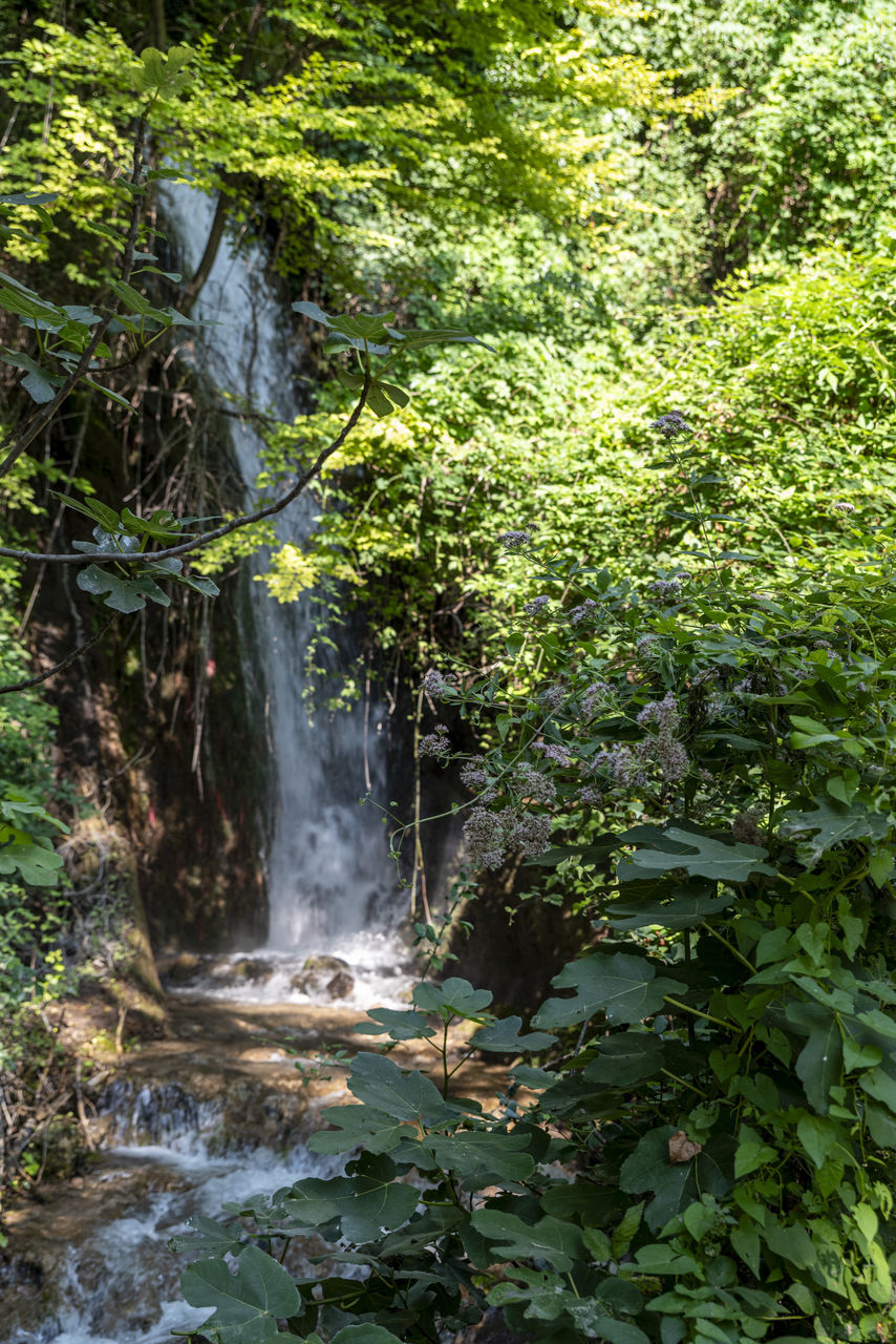 plant, water, waterfall, beauty in nature, nature, tree, forest, rainforest, body of water, stream, scenics - nature, land, woodland, motion, green, natural environment, environment, water feature, flowing water, leaf, growth, jungle, watercourse, no people, vegetation, day, non-urban scene, outdoors, foliage, lush foliage, river, autumn, wilderness, plant part, tranquility, creek, rock, long exposure, flowing, old-growth forest, idyllic, state park, travel destinations, tranquil scene, landscape, blurred motion