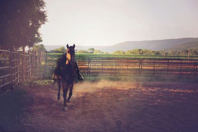 Horse running in pen against clear sky