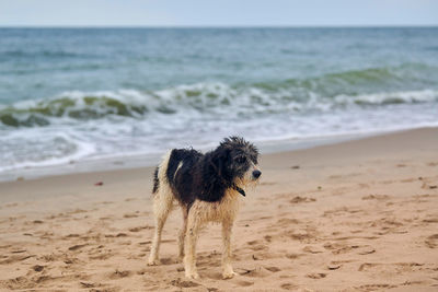 Lost dog walking on sandy beach and looking for owner, sea background. tired homeless doggy frozen