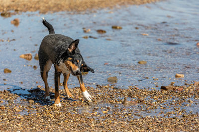 Black dog running on beach