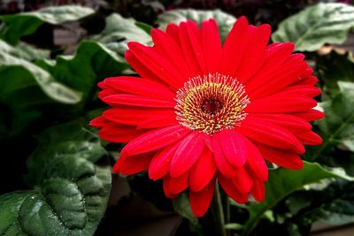 Close-up of red flower