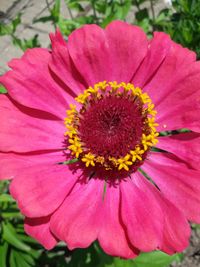 Macro shot of pink flower