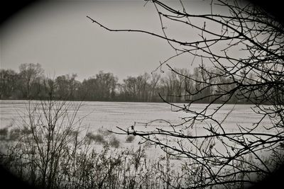 Bare trees in calm lake