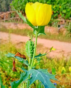 Close-up of yellow flowering plant