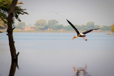 Bird flying over lake against sky