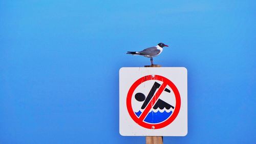 Side view of black-headed gull perching on no swimming sign