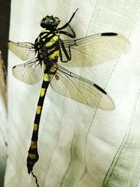 Close-up of dragonfly