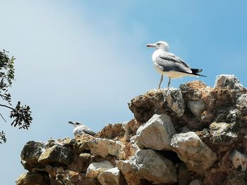 Low angle view of seagull perching on rock