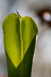 Close-up of green leaf