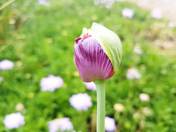 Close-up of flower blooming outdoors