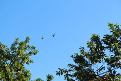 Low angle view of birds flying against clear blue sky