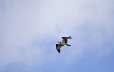 Low angle view of osprey flying in sky