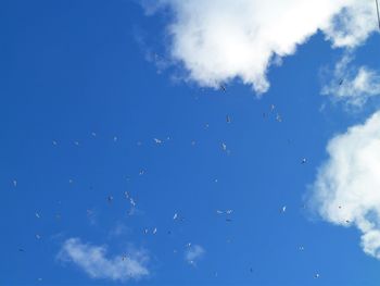 Low angle view of birds flying in sky