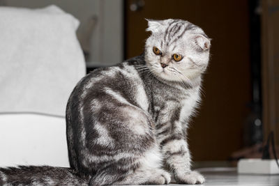 Portrait of a cat looking away
