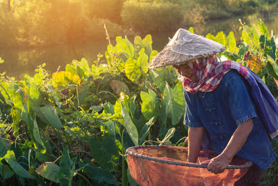 Senior woman working in farm