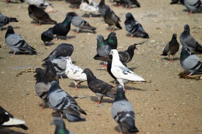 High angle view of pigeons on street